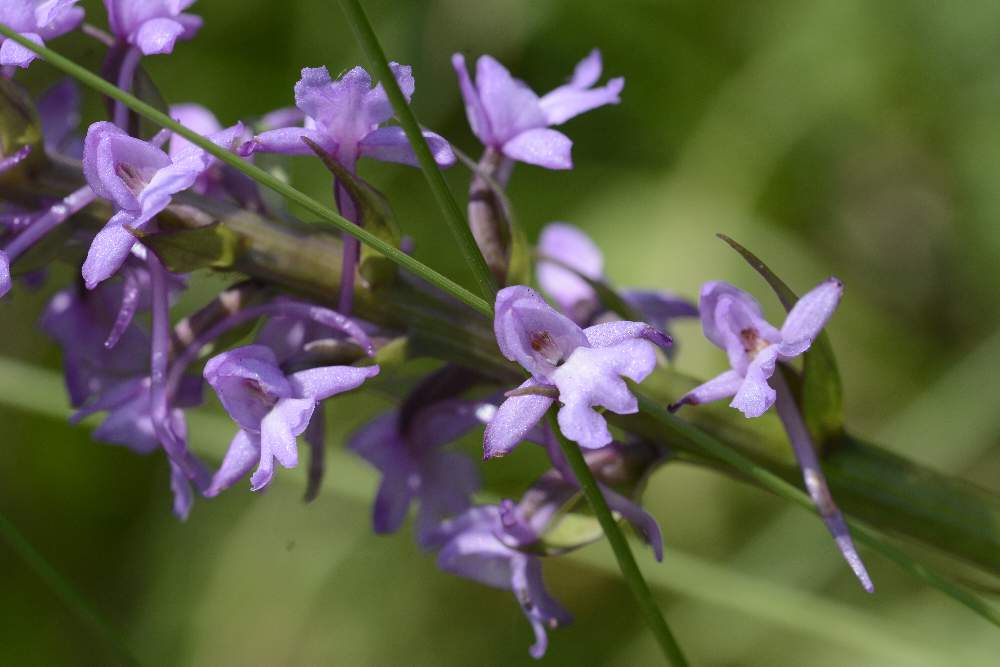 Monte Cesen - Valdobbiadene (TV) - Gymnadenia conopsea